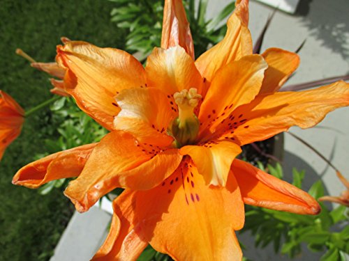 Book Cover Orange Lilies growing from bulbs.: Lilium