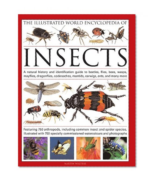 Book Cover The Illustrated World Encyclopedia of Insects: A Natural History and Identification Guide to Beetles, Flies, Bees, wasps, Springtails, Mayflies, ... Crickets, Bugs, Grasshoppers, Fleas, Spide