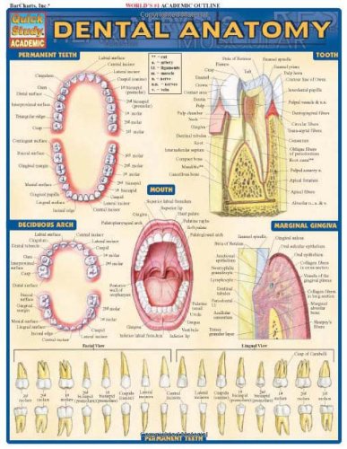 Book Cover Dental Anatomy (Quick Study Academic)
