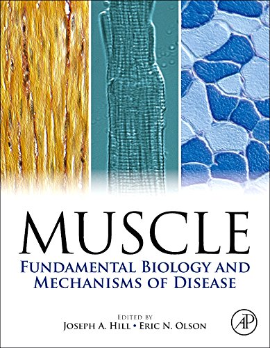 Book Cover Muscle 2-Volume Set: Fundamental Biology and Mechanisms of Disease