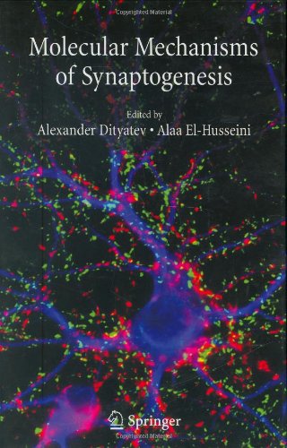 Book Cover Molecular Mechanisms of Synaptogenesis