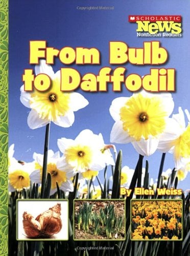 Book Cover From Bulb to Daffodil (Scholastic News Nonfiction Readers)