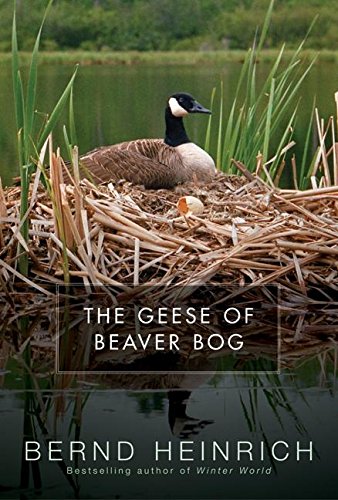 The Geese of Beaver Bog
