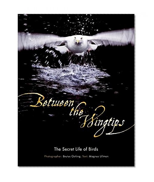 Between the Wingtips: The Secret Life of Birds