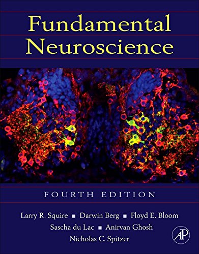 Book Cover Fundamental Neuroscience, Fourth Edition (Squire,Fundamental Neuroscience)