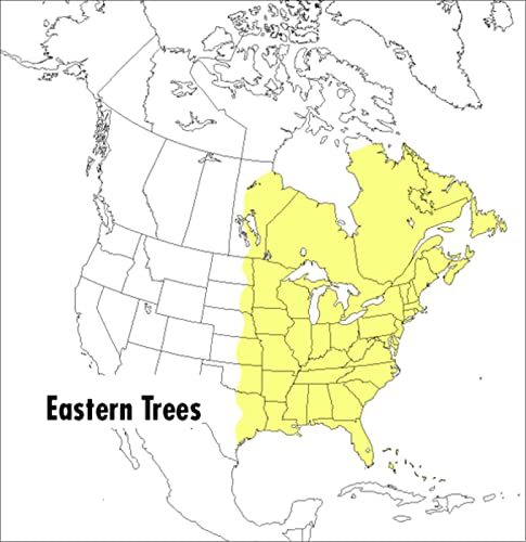 Book Cover A Peterson Field Guide To Eastern Trees: Eastern United States and Canada, Including the Midwest (Peterson Field Guides)