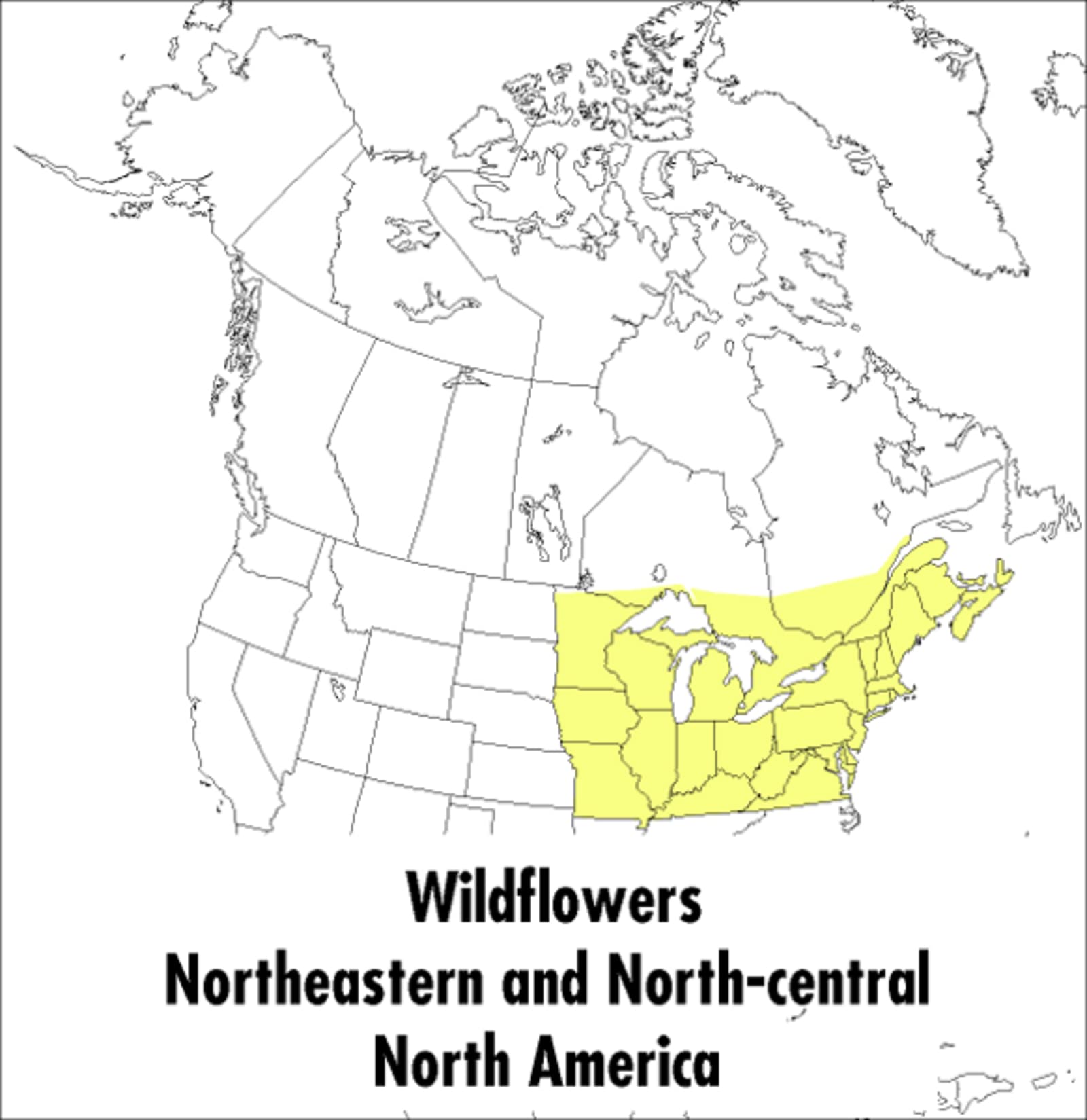 Book Cover A Peterson Field Guide to Wildflowers: Northeastern and North-central North America (Peterson Field Guides)