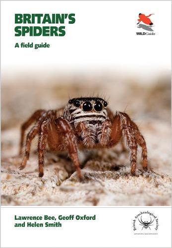 Britain’s Spiders: A Field Guide