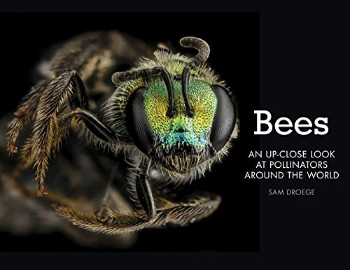 Bees: An Up-Close Look at Pollinators Around the World