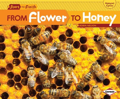 From Flower to Honey (Start to Finish: Nature's Cycles)