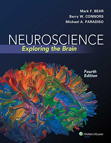 Book Cover Neuroscience: Exploring the Brain, Fourth Edition by Mark F. Bear, Barry W. Connors, Michael A. Paradiso (2015) Hardcover