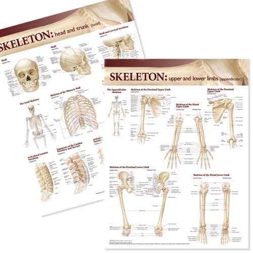 Lippincott Williams & Wilkins Atlas of Anatomy Skeletal System Chart Set