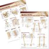 Lippincott Williams & Wilkins Atlas of Anatomy Skeletal System Chart Set