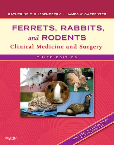 Book Cover Ferrets, Rabbits, and Rodents: Clinical Medicine and Surgery