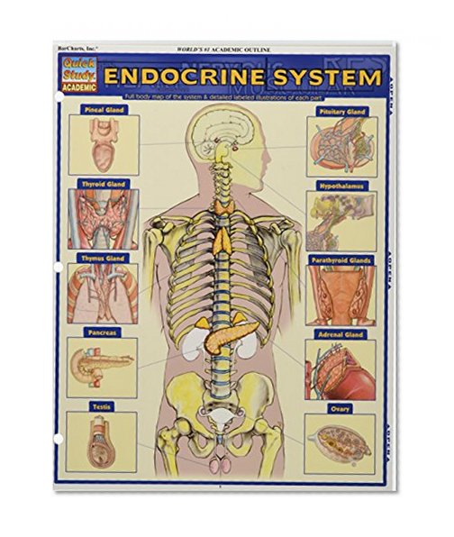 Book Cover Endocrine System (Quick Study Academic)