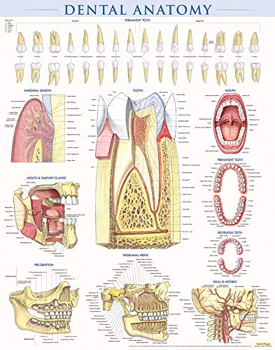 Book Cover Dental Anatomy Poster (22 x 28 inches) - Laminated: a QuickStudy Reference