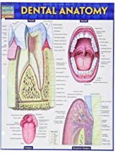 Book Cover Dental Anatomy - Laminated (Quick Study Academic)