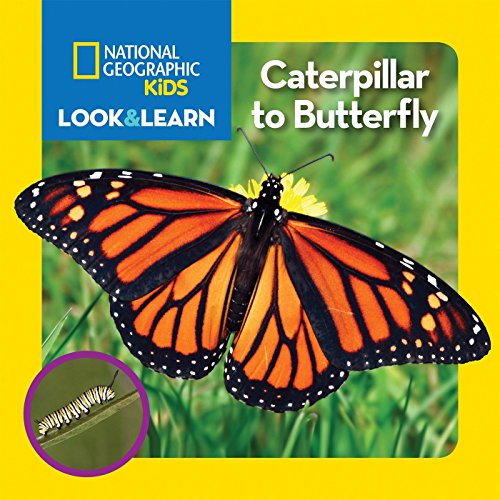 Book Cover National Geographic Kids Look and Learn: Caterpillar to Butterfly (Look & Learn)