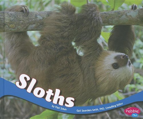Sloths (South American Animals)