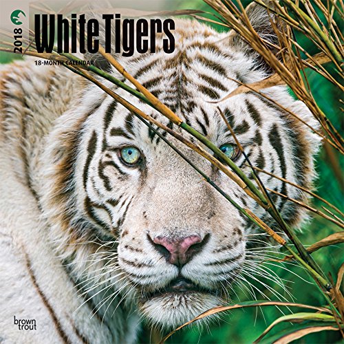 White Tigers 2018 12 x 12 Inch Monthly Square Wall Calendar, Wildlife Zoo Animals (Multilingual Edition)