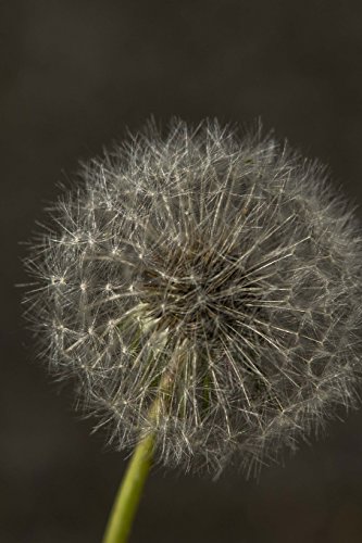 Flower Journal #12: Dandelion (blank pages): 200 Page Journal (make a wish)