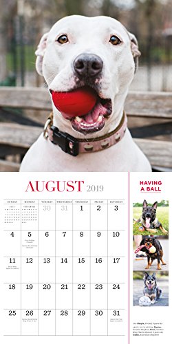 Book Cover The Dogist Wall Calendar 2019