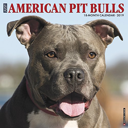 Book Cover Just American Pit Bull Terriers 2019 Wall Calendar (Dog Breed Calendar)