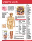 Endocrine Glands