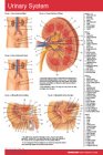 Urinary System
