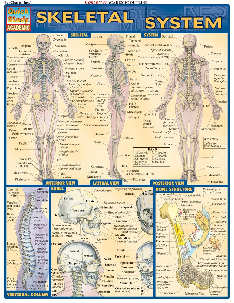Book Cover Skeletal System (Quick Study Academic)