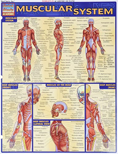Book Cover Muscular System (Quick Study Academic)