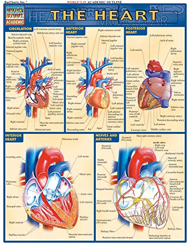 Book Cover Heart (Quick Study Academic)