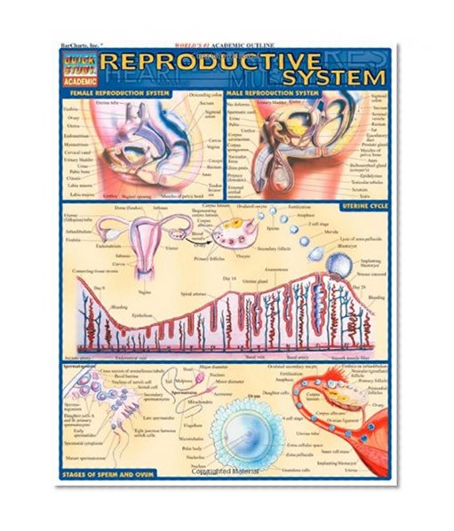 Book Cover Reproductive System (Quickstudy: Academic)