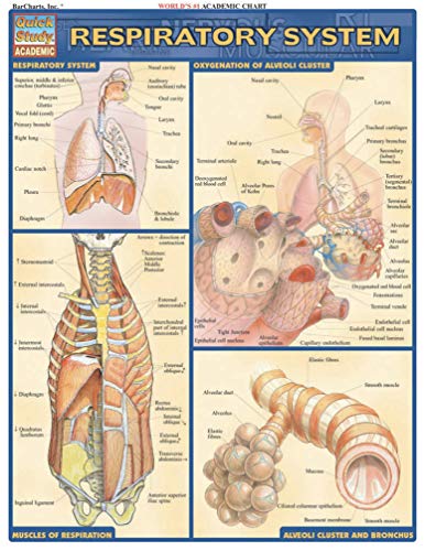 Book Cover Respiratory System (Quick Study: Academic)