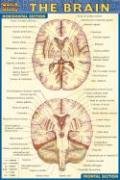 Book Cover Brain (Quickstudy)