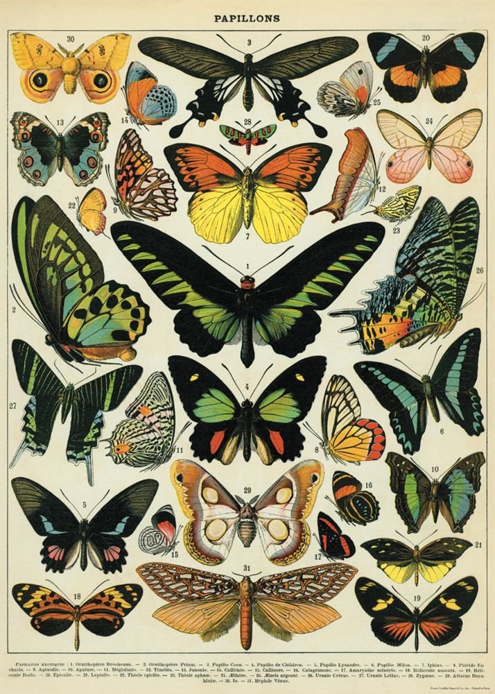 Book Cover Decorative Wrap 20X28 Butterflies