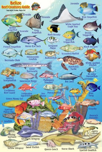 Book Cover Belize Reef Creatures Guide Franko Maps Laminated Fish Card 4