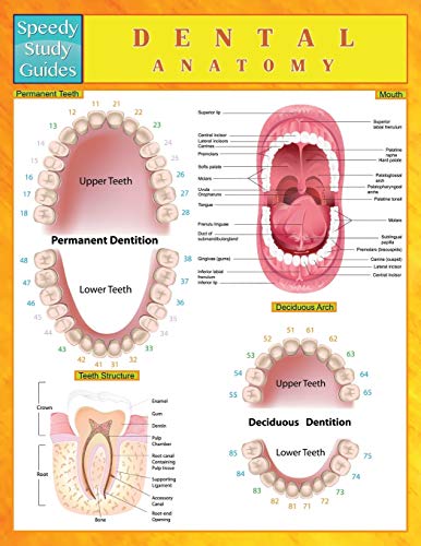 Book Cover Dental Anatomy (Speedy Study Guides)