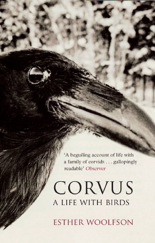 Corvus