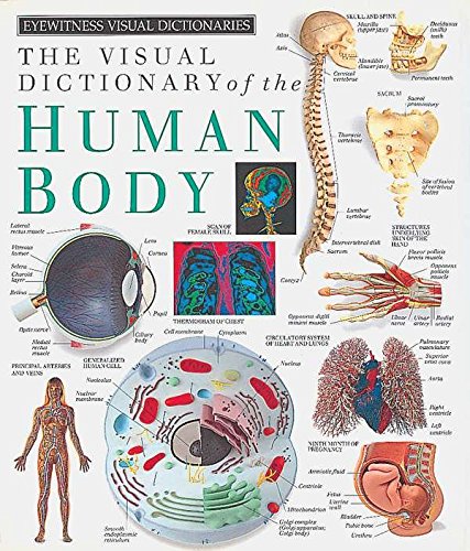 Book Cover Eyewitness Visual Dictionaries: The Visual Dictionary of the Human Body (DK Eyewitness)