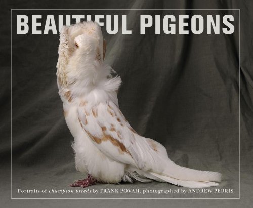 Beautiful Pigeons