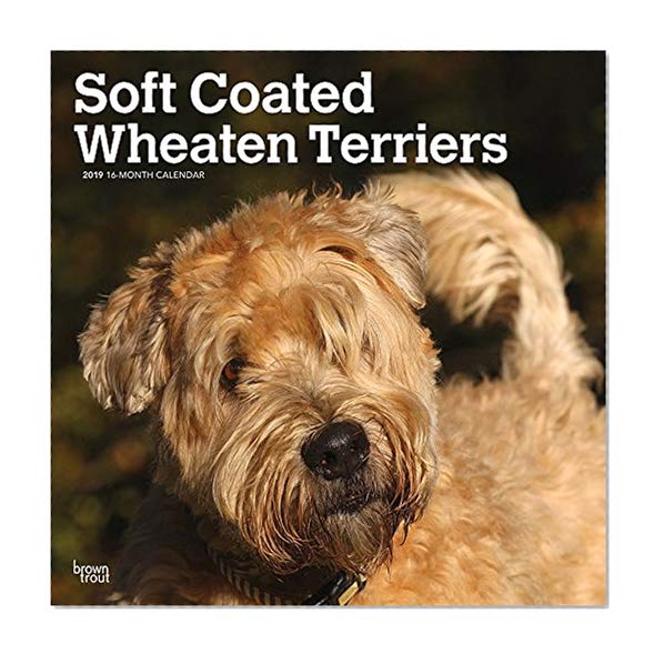 Book Cover Soft Coated Wheaten Terriers 2019 12 x 12 Inch Monthly Square Wall Calendar, Animals Dog Breeds Terriers (English, French and Spanish Edition)