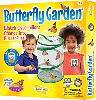 Book Cover Insect Lore - BH Butterfly Growing Kit - With Voucher to Redeem Caterpillars Later
