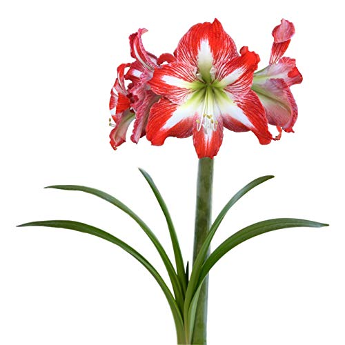 Easy to Grow Amaryllis 'Minerva' Plant Bulb (1 Pack) - Red & White Flowering Blooms for Indoors or Outdoor Gardens