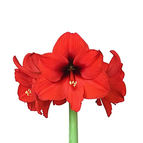 Easy to Grow Amaryllis Ferrari 1 Plant Bulb - Bright Red Flowers Indoor Winter Holiday or Outdoor Spring Blooms