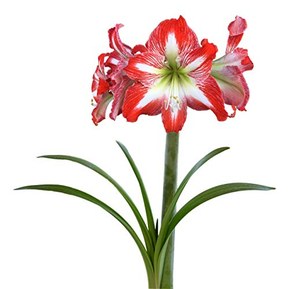 Amaryllis Bulb Red Amaryllis Minerva - 30/32 cm Bulb - Outstanding Indoor Blooms |Ships from Easy to Grow TM