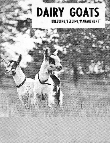 Dairy Goats Breeding Feeding Management