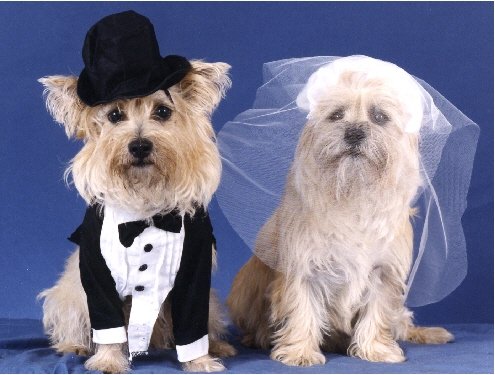 Pet Star Notecards - Cairn Terrier
