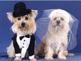 Pet Star Notecards - Cairn Terrier