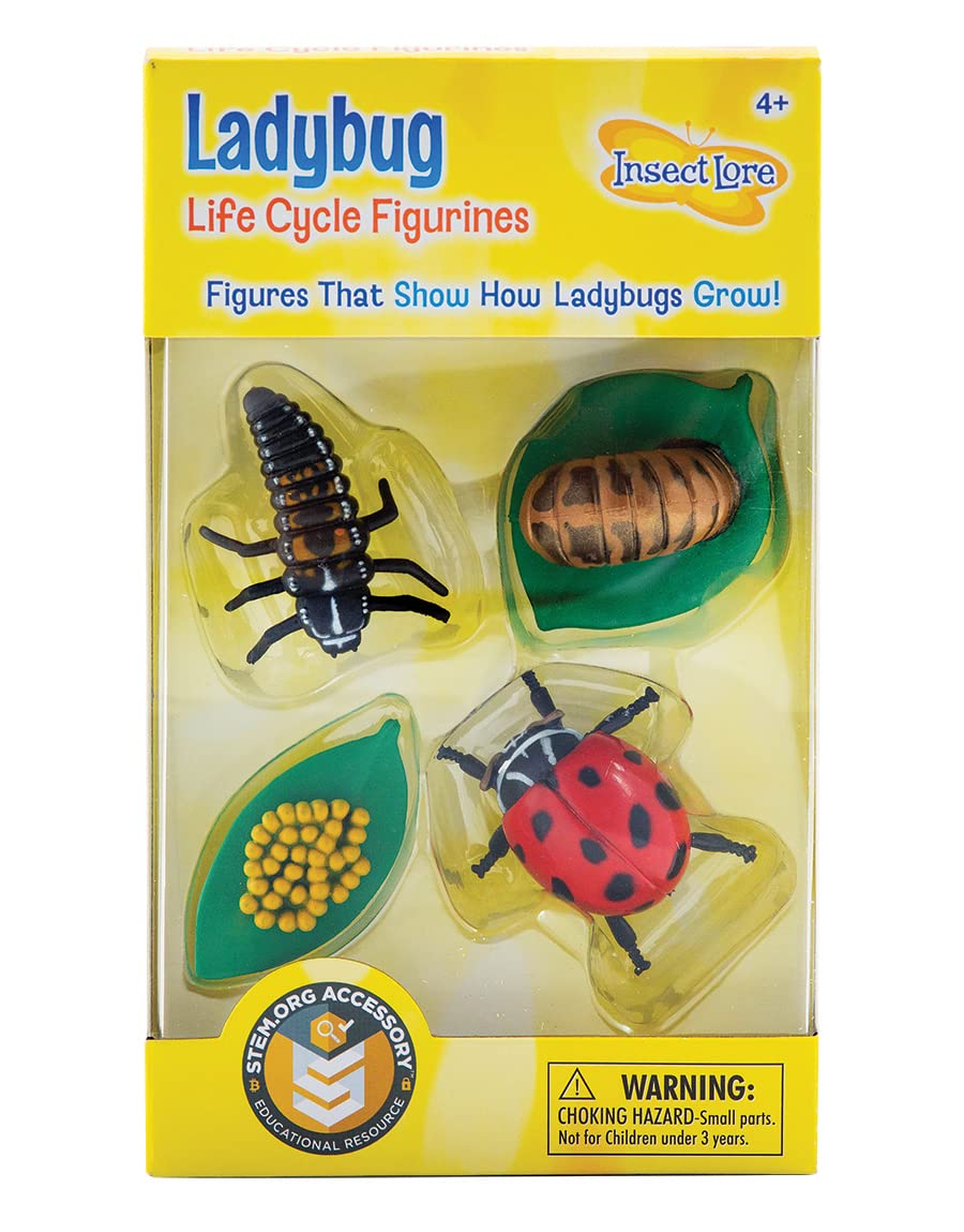 Book Cover Insect Lore Ladybug Life Cycle - 4 PC Insect Figure Shows Life Of Lady Bug